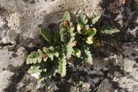 Asplenium ceterach