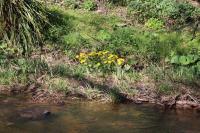 Caltha palustris