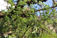 Ribes rubrum