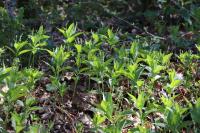 Mercurialis perennis
