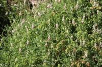 Fumaria capreolata