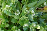 Stellaria media