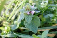 Lamium purpureum