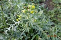 Senecio vulgaris