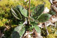 Hieracium maculatum
