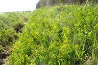 Euphorbia cyparissias