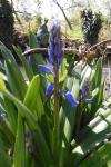 Hyacinthoides non-scripta