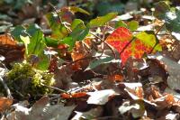 Hedera helix