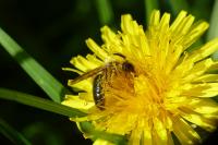 Taraxacum officinale