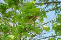 Acer platanoides