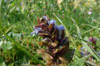 Ajuga reptans
