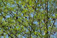 Alnus glutinosa