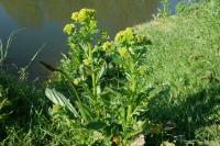 Barbarea vulgaris