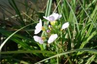 Cardamine pratensis