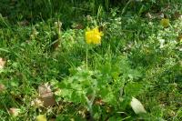 Chelidonium majus