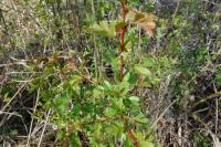 Crataegus monogyna