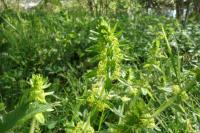 Cruciata laevipes