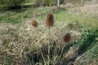 Dipsacus fullonum