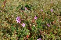 Erodium cicutarium