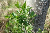 Euonymus europaeus