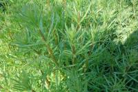 Galium aparine