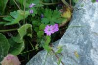Geranium molle