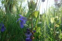 Glechoma hederacea