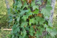 Hedera helix