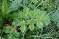 Heracleum sphondylium