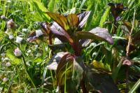 Mentha aquatica