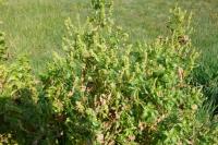 Mercurialis annua