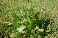 Plantago lanceolata