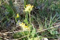 Primula veris