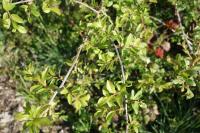 Prunus spinosa