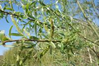 Salix alba