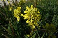 Sinapis arvensis