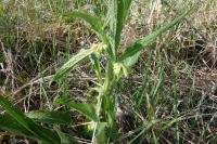 Symphytum officinale