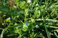 Veronica persica
