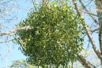 Viscum album