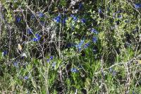 Aegonychon purpurocaeruleum