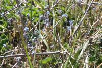 Myosotis arvensis