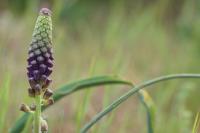 Muscari comosum