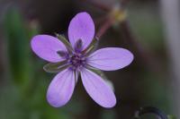 Erodium cicutarium