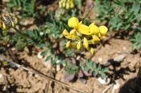 Hippocrepis comosa