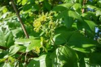 Acer campestre