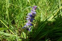 Ajuga reptans