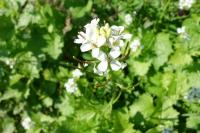 Alliaria petiolata