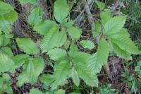Castanea sativa