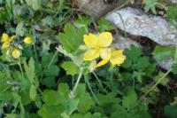 Chelidonium majus