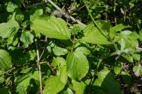 Cornus sanguinea